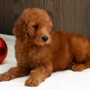 Goldendoodle Puppy Windy