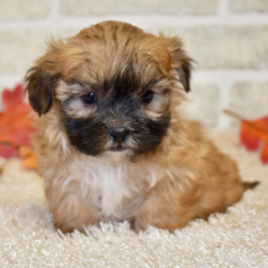 Mal-Shi Puppy Teddy