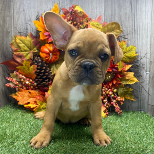 French Bulldog Puppy Buttercup