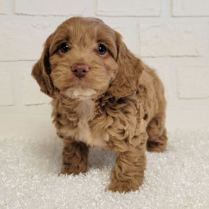 Cockapoo Puppy Violet