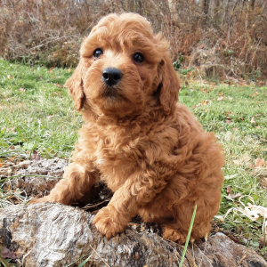 Goldendoodle Puppy Cooper