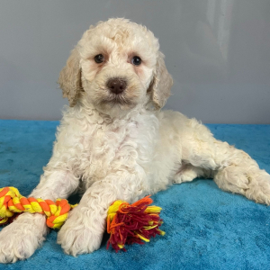 Poodle Puppy Winter