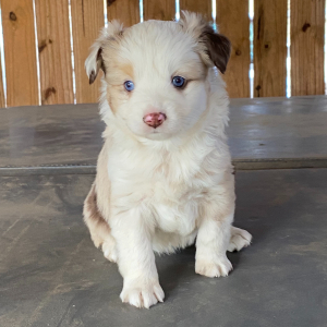 Australian Shepherd Puppy Sparta