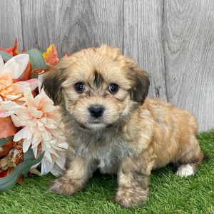 Havanese Puppy Kip