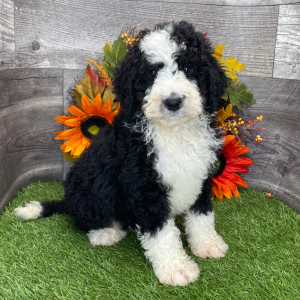 Bernedoodle Puppy Legend