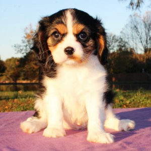 Cavalier King Charles Spaniel Puppy Charlie