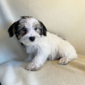 Yorkshire Terrier Puppy Mitzi