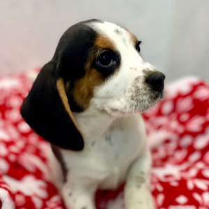 Beagle Puppy Levy