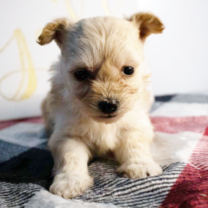 Pomapoo Puppy Amber