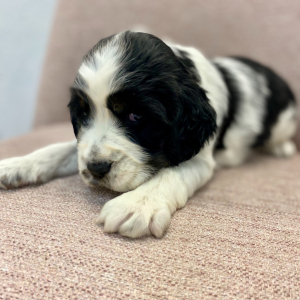 English Springer Spaniel Puppy Musa