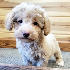 Poodle Puppy Kourtney