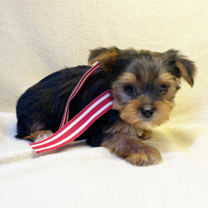 Yorkshire Terrier Puppy Chip