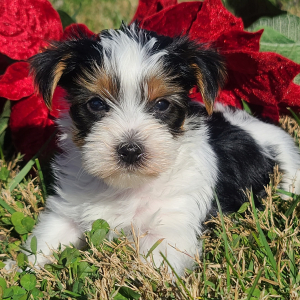 Yorkshire Terrier Puppy Kodac