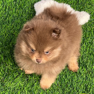 Pomeranian Puppy Axl