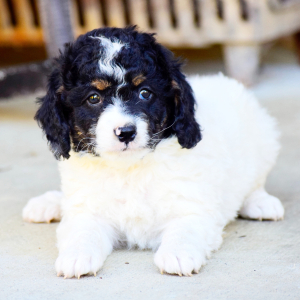 Bernedoodle Puppy Macy