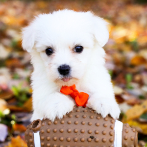 Coton de Tulear Puppy Levi