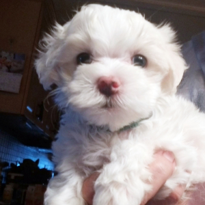 Maltese Puppy Biscuit