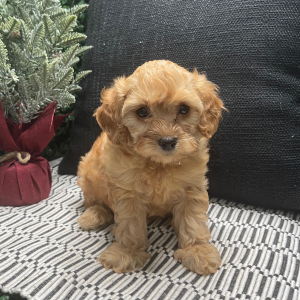 Cavapoo Puppy Abby