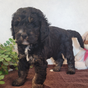Bernedoodle Puppy Cassie