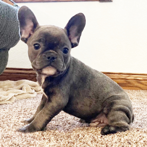 French Bulldog Puppy Skye
