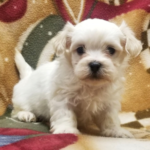 Mal-Shi Puppy Roxy
