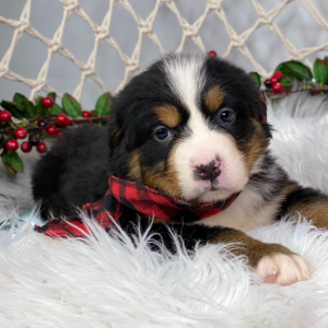 Bernese Mountain Dog Puppy Lola