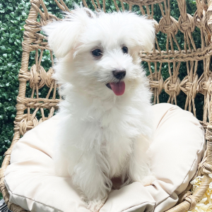 Maltese Puppy Tad