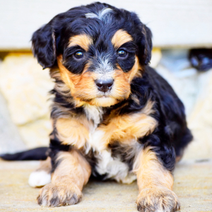 Bernedoodle Puppy Finley