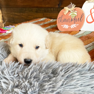 German Shepherd Dog Puppy Butter