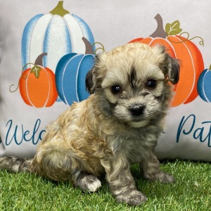 Havanese Puppy Avery
