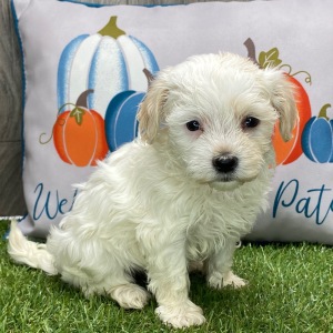 Havanese Puppy Lily