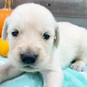 Golden Retriever Puppy Jimmy