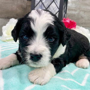 Bernedoodle Puppy Sherry