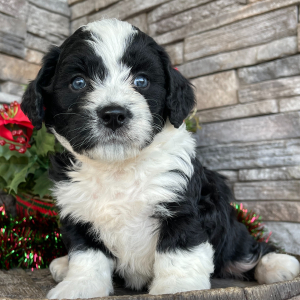 Bernedoodle Puppy Sherry