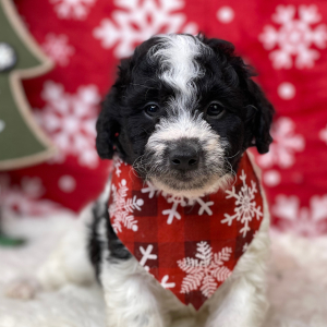 Aussiedoodle Puppy Hugh
