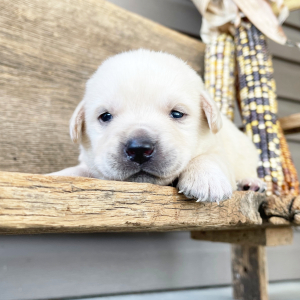 Labrador Retriever Puppy Nemo