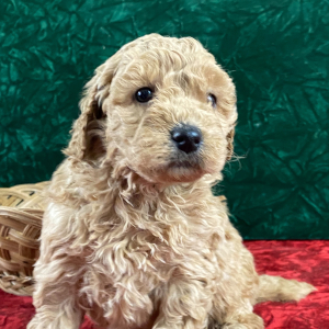 Goldendoodle Puppy Luke