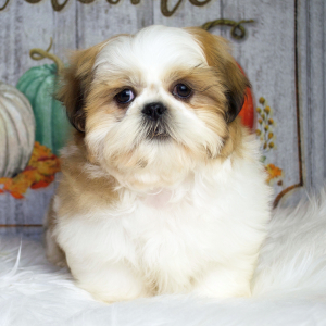 Shih Tzu Puppy Rando
