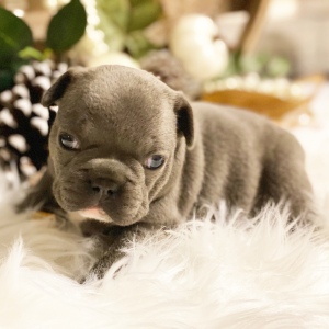 French Bulldog Puppy Saphire