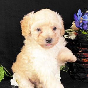 Poodle Puppy Kobe