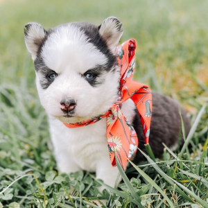 Siberian Husky Puppy Callie Jo