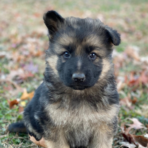 German Shepherd Dog Puppy Rocky