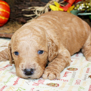 Goldendoodle Puppy Tyrone