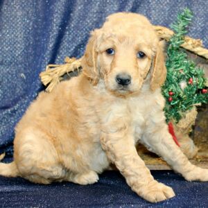 Goldendoodle Puppy Trina