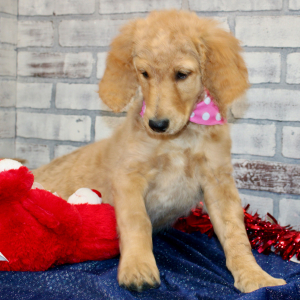Goldendoodle Puppy Trina