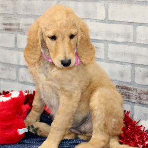 Goldendoodle Puppy Trina