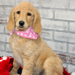Goldendoodle Puppy Trina