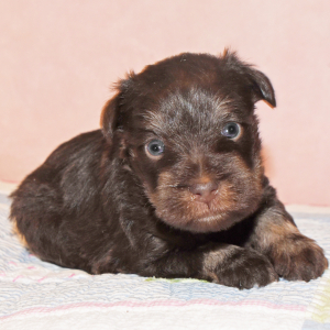 Miniature Schnauzer Puppy Sutton