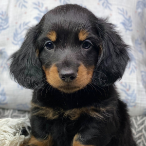 Dachshund Puppy Charles
