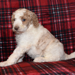 Poodle Puppy Paco